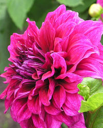Highlight for Album: Blumen