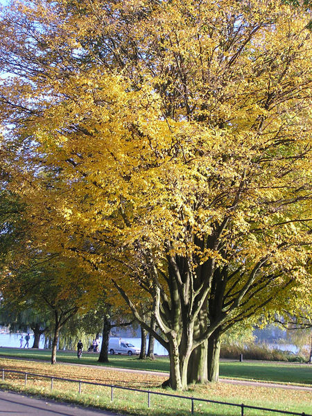 An der Alster 16.jpg