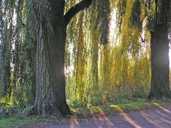 An der Alster 9jpg.jpg