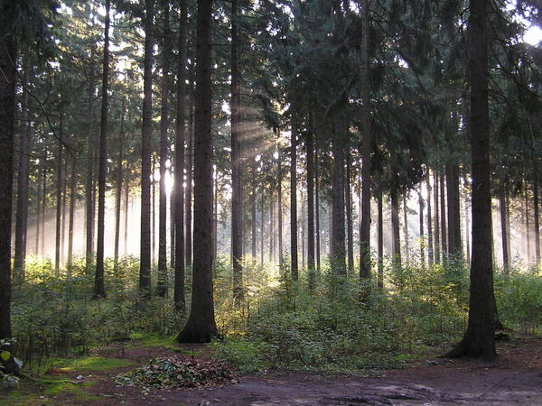 Sachsenwald 1