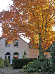 Haus in Ohe mit rotem Baum 2