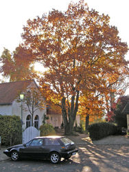 Haus in Ohe mit rotem Baum 1