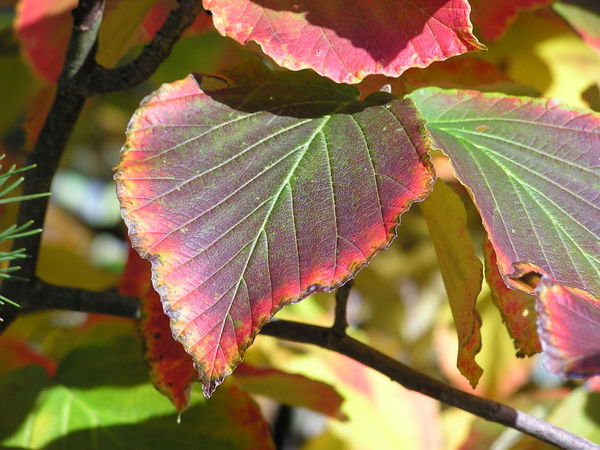 Bltterpoesie in Herbst 3