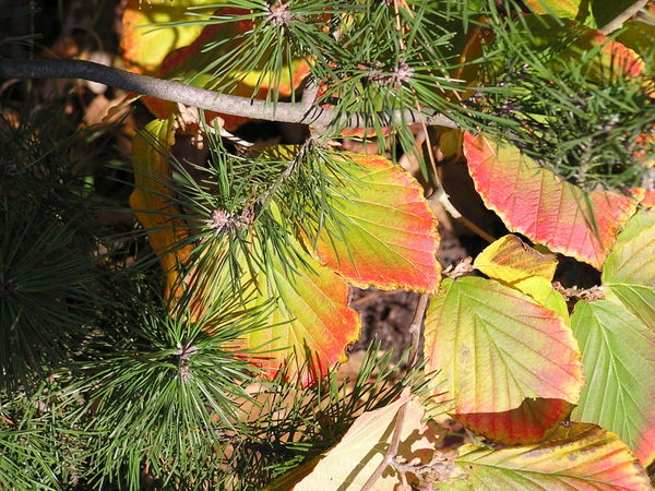 Bltterpoesie in Herbst 1