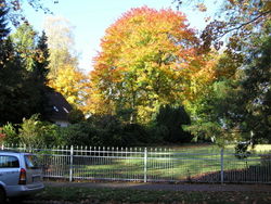 Baum in Aumhle mit mein PKW