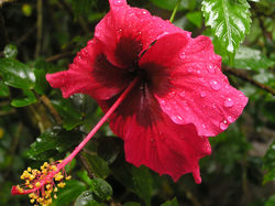 Highlight for Album: Hibiskus