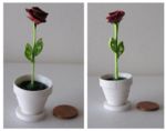 minirose-1