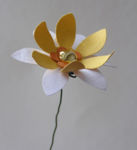 Gelb-Wei� Fantasieblume.jpg