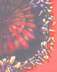 Mohnblume 1 Acryl auf Malkarton 38x48 cm