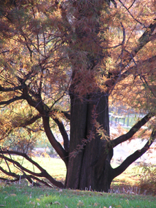 Planten+Bloom Herbst 2004