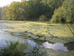 Glinde, am Kupfermhlenteich